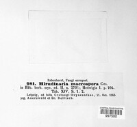 Hirudinaria macrospora image